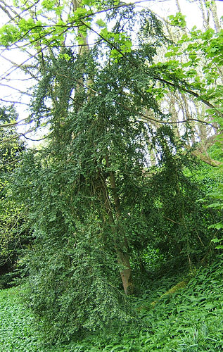 Buxus sempervirens